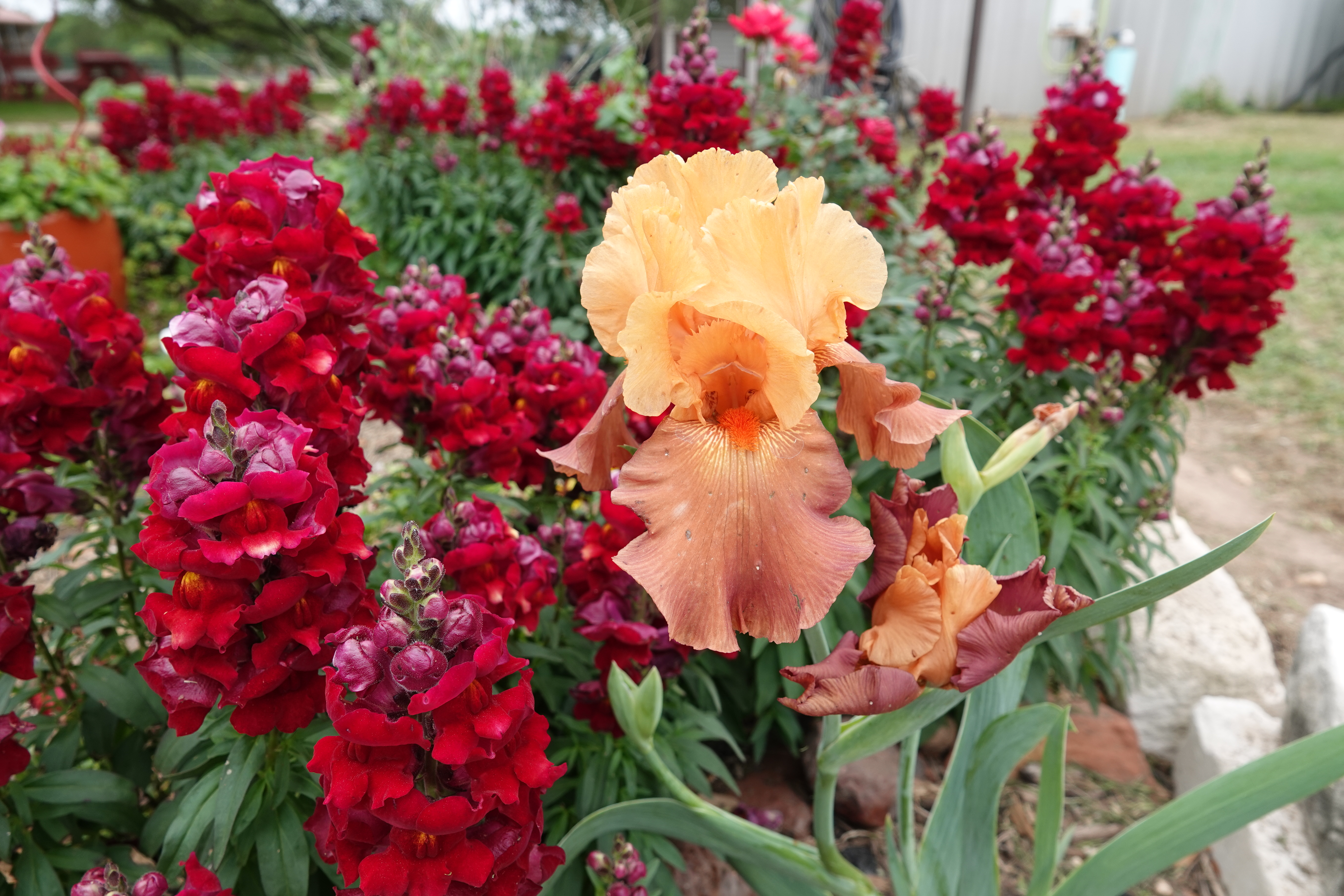 Aggie Crimson Double Blooming Snapdragons and Bearded Iris